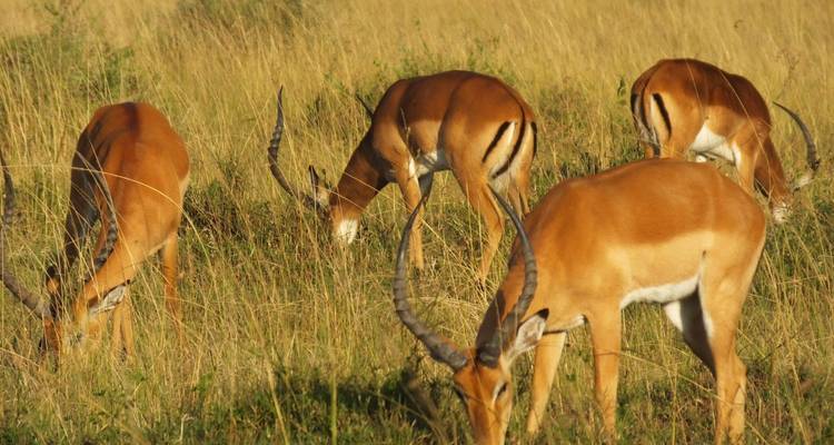 Safari de 5 días al lago Nakuru Mara - All Time Safaris Ltd 2