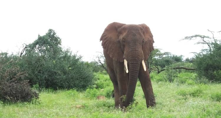 Safari de 5 días al lago Nakuru Mara - All Time Safaris Ltd 7