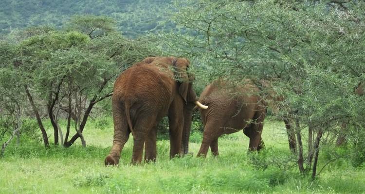 Safari de 5 días al lago Nakuru Mara - All Time Safaris Ltd 8