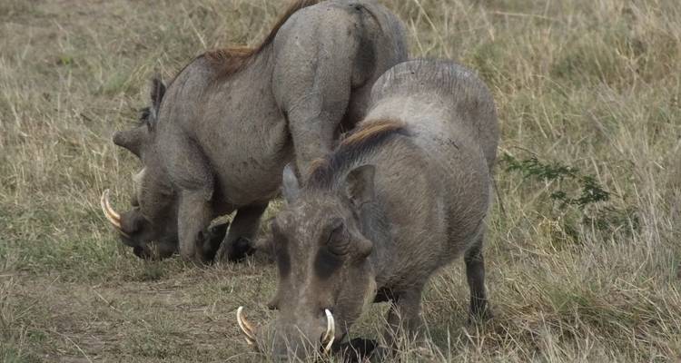 Safari de 5 días al lago Nakuru Mara - All Time Safaris Ltd 1