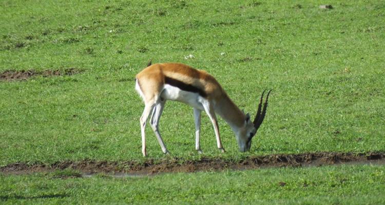 Safari de 5 días al lago Nakuru Mara - All Time Safaris Ltd 6