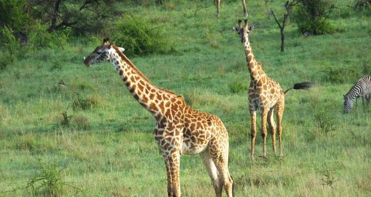 Safari de 5 días al lago Nakuru Mara - All Time Safaris Ltd 3
