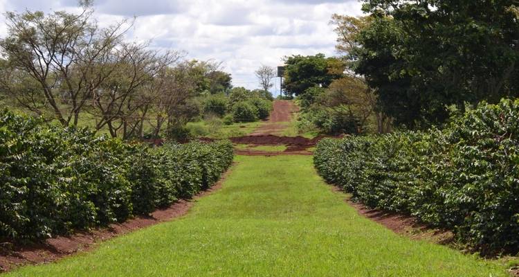 Ein Pfad, gesäumt von Kaffeepflanzen unter bewölktem Himmel.
