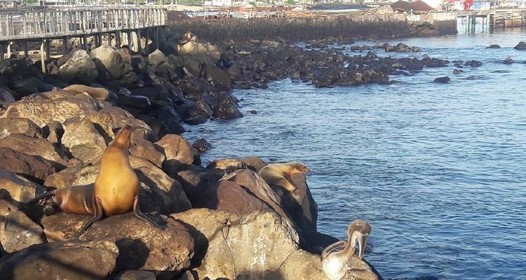 Circuit de 5 jours à la découverte des îles Galápagos - Santa Cruz et Isabela - Latin Adventures 3
