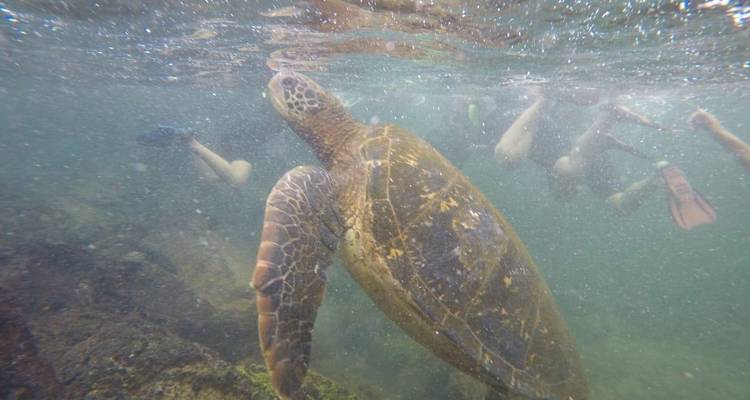 Circuit de 5 jours à la découverte des îles Galápagos - Santa Cruz et Isabela - Latin Adventures 2
