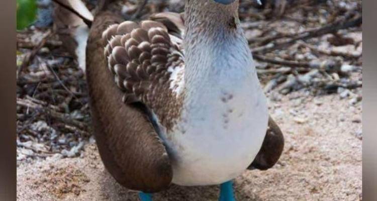 Voyage de 8 jours : Le meilleur de Quito et des îles Galápagos - Latin Adventures 1
