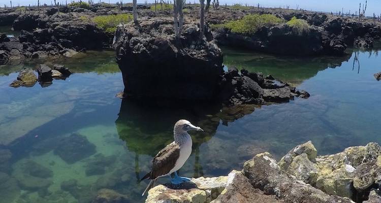 Voyage de 8 jours : Le meilleur de Quito et des îles Galápagos - Latin Adventures 6