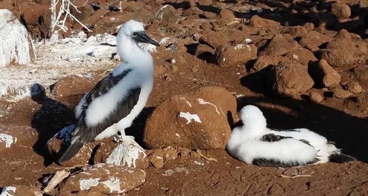 Voyage de 8 jours : Le meilleur de Quito et des îles Galápagos - Latin Adventures 2
