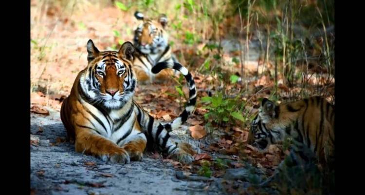 Paquete turístico a la selva de Chitwan - 1 noche 2 días - Himalayan Adventure Treks & Tours 9