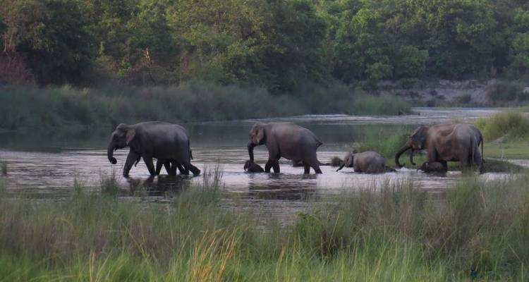 Paquete turístico a la selva de Chitwan - 1 noche 2 días - Himalayan Adventure Treks & Tours 4