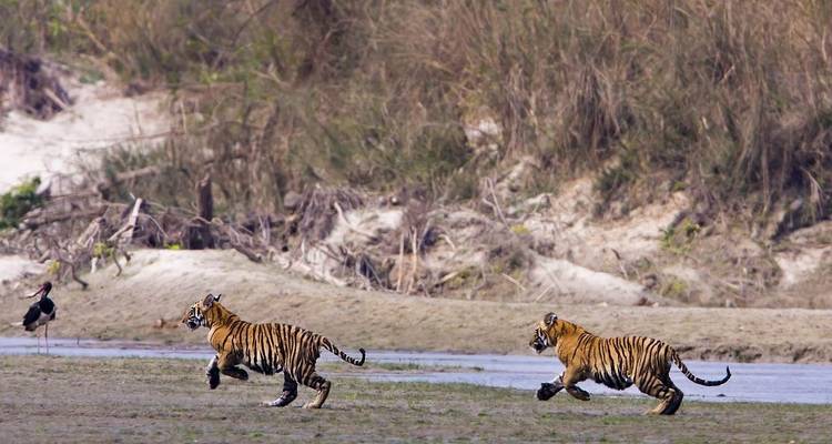 Paquete turístico a la selva de Chitwan - 1 noche 2 días - Himalayan Adventure Treks & Tours 8