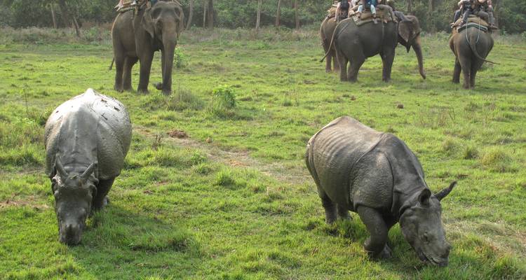 Paquete turístico a la selva de Chitwan - 1 noche 2 días - Himalayan Adventure Treks & Tours 7