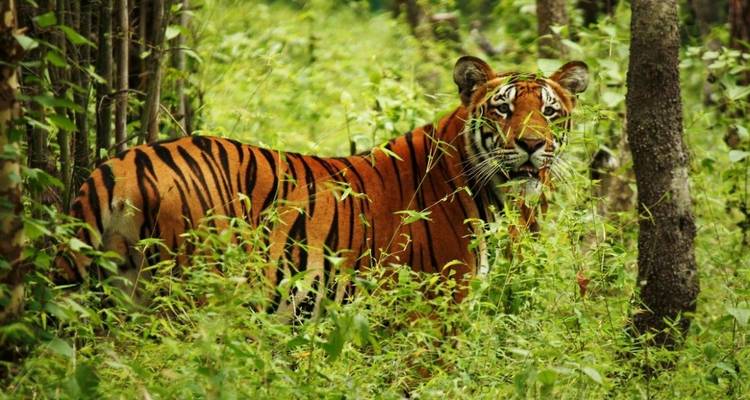 Paquete turístico a la selva de Chitwan - 1 noche 2 días - Himalayan Adventure Treks & Tours 2