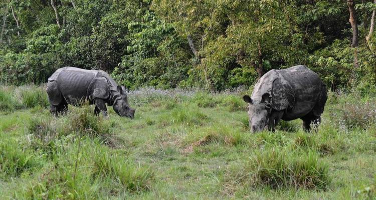 Paquete turístico a la selva de Chitwan - 1 noche 2 días - Himalayan Adventure Treks & Tours 10