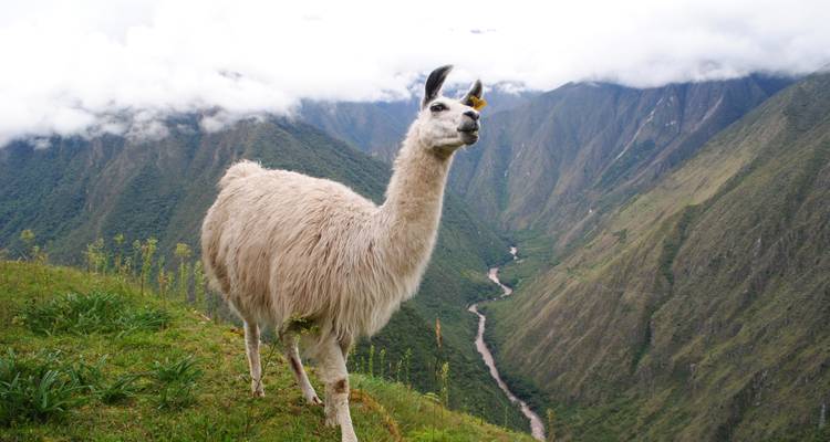 Camino Inca corto a Machu Picchu con hotel 2 días - Andean Path Travel 8