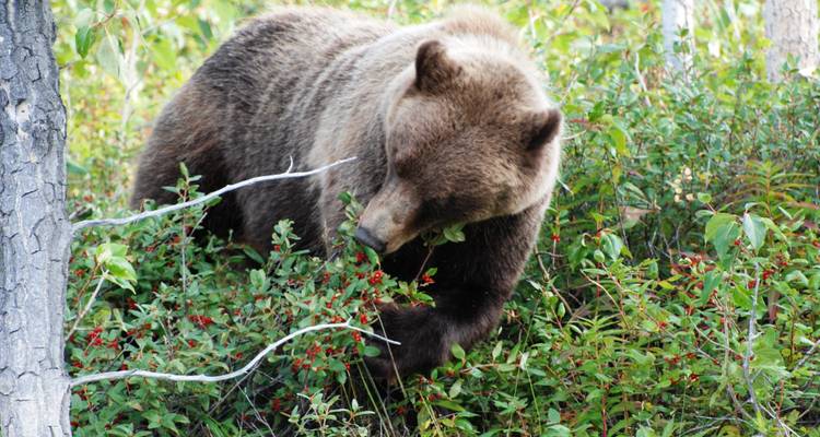 Excursión por la vida salvaje de orcas y osos grizzlies - Midnight Sun Adventure Travel 4
