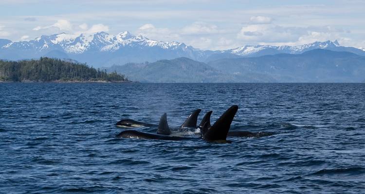 Excursión por la vida salvaje de orcas y osos grizzlies - Midnight Sun Adventure Travel 1