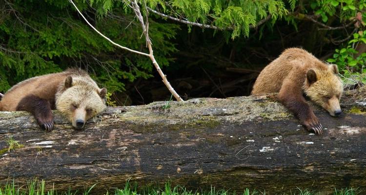 Excursión por la vida salvaje de orcas y osos grizzlies - Midnight Sun Adventure Travel 3