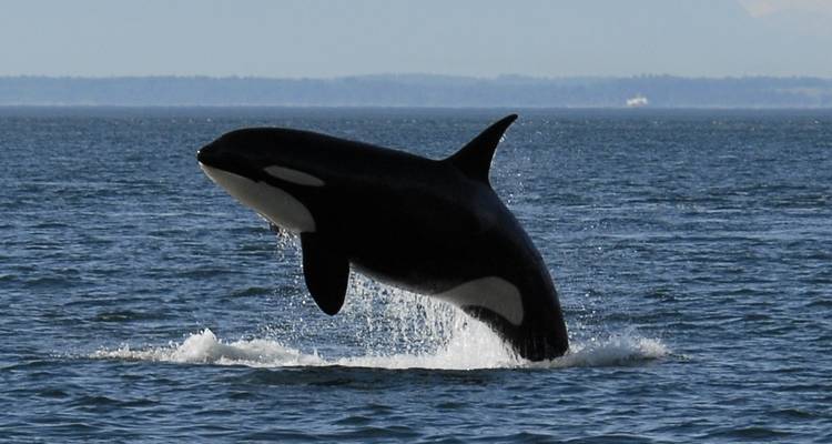 Excursión por la vida salvaje de orcas y osos grizzlies - Midnight Sun Adventure Travel 2