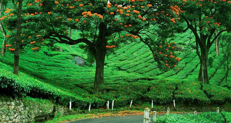 Paquete turístico de 6 noches/7 días en Kerala - Yoganshi Travel 3