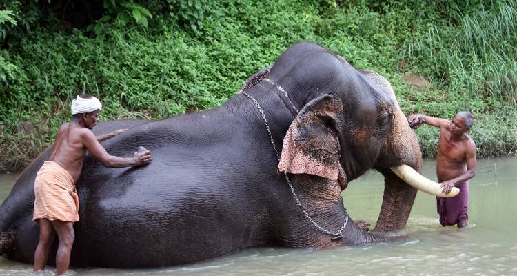 Paquete turístico de 6 noches/7 días en Kerala - Yoganshi Travel 4