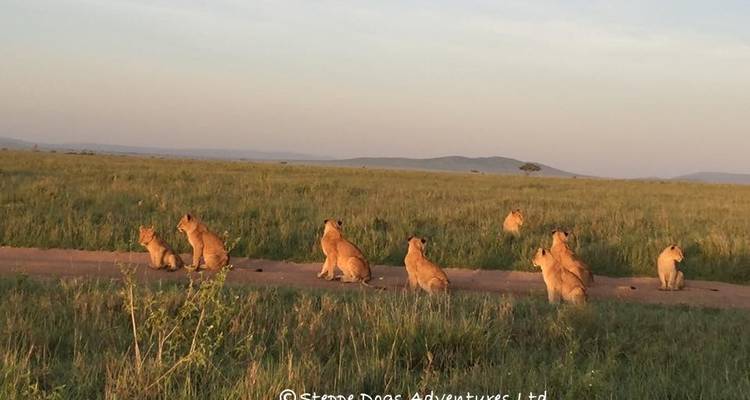7 Days Tanzania Camping Safari - Kiriwe Travel And Trekking Safaris Ltd 8