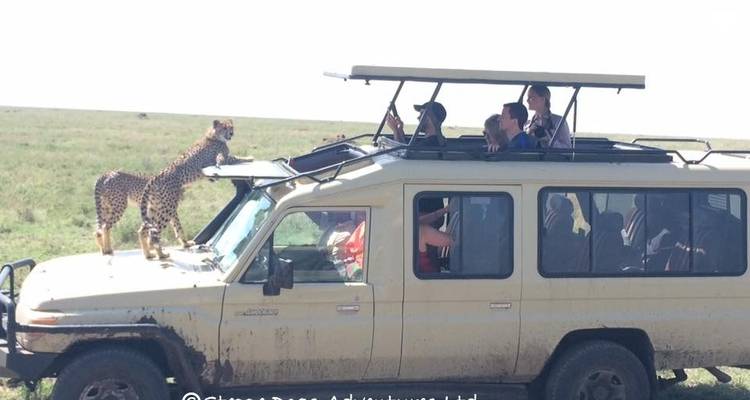 7 Days Tanzania Camping Safari - Kiriwe Travel And Trekking Safaris Ltd 9