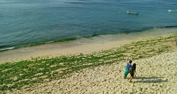 Plage de sable avec des algues vertes et deux personnes marchant le long du rivage.