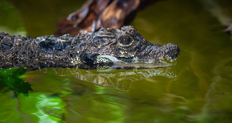 Safari dans la jungle de Chitwan - Approved Holidays Pvt. Ltd. 8
