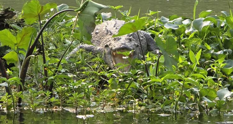 Safari dans la jungle de Chitwan - Approved Holidays Pvt. Ltd. 2
