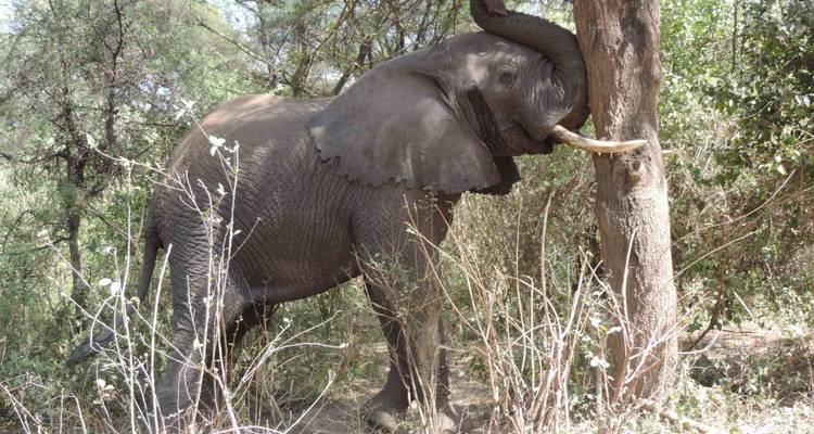 10 jours Tanzanie Grande migration des gnous Traversée de la rivière Mara - Kiriwe Travel And Trekking Safaris Ltd 4