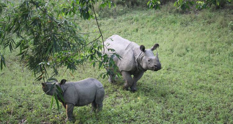 Glimpus de Nepal: Trekking a Poon Hill y Aventura en la Naturaleza - Asian Heritage Treks & Expeditions 10