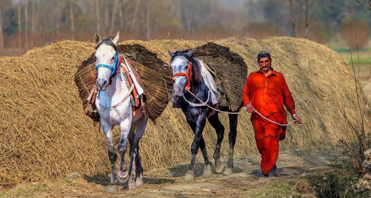 Een boer die twee paarden met hooi door landbouwgrond leidt.