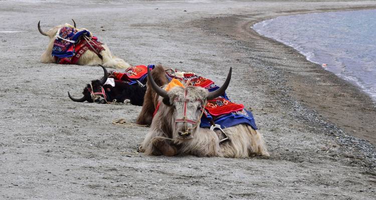 Yaks decorados descansando junto a la orilla de un lago.
