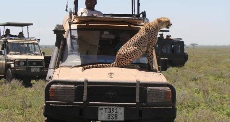 12 Days Tanzania Wildlife Safari & Zanzibar Beach Holiday - Kiriwe Travel And Trekking Safaris Ltd 4