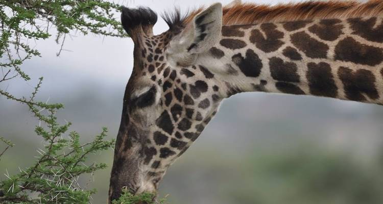12 Days Tanzania Wildlife Safari & Zanzibar Beach Holiday - Kiriwe Travel And Trekking Safaris Ltd 10
