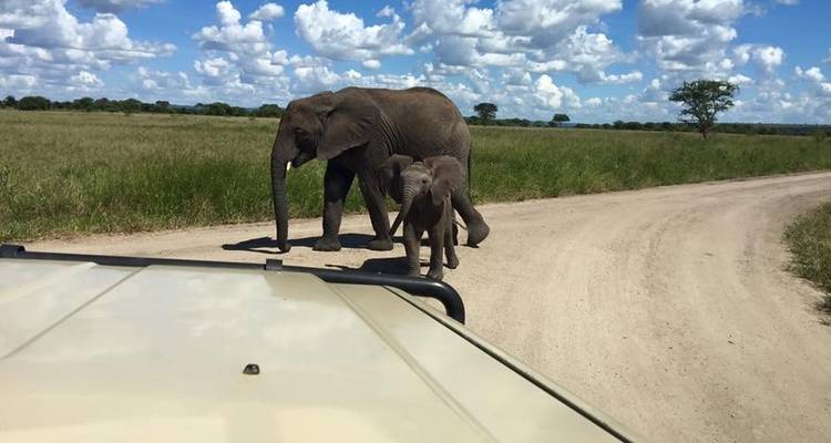 12 Days Tanzania Wildlife Safari & Zanzibar Beach Holiday - Kiriwe Travel And Trekking Safaris Ltd 7