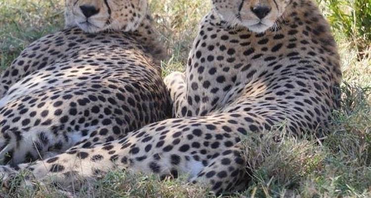 12 Days Tanzania Wildlife Safari & Zanzibar Beach Holiday - Kiriwe Travel And Trekking Safaris Ltd 2