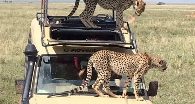 12 Days Tanzania Wildlife Safari & Zanzibar Beach Holiday - Kiriwe Travel And Trekking Safaris Ltd 6