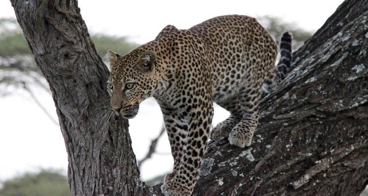 12 jours de safari en Tanzanie et de vacances à la plage à Zanzibar - Kiriwe Travel And Trekking Safaris Ltd 10