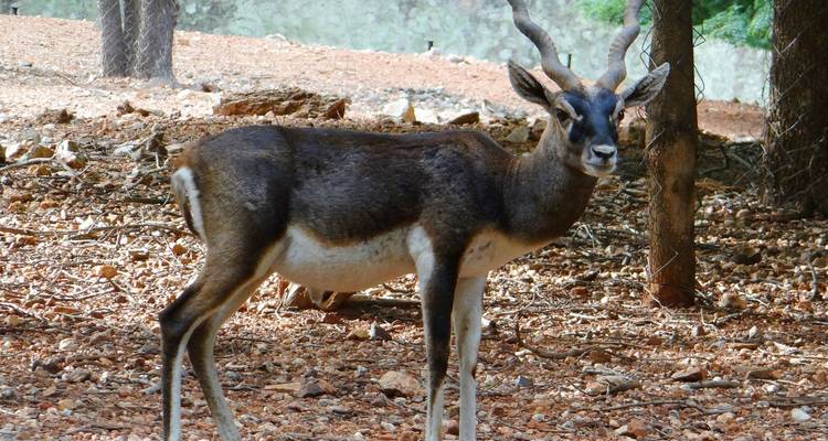 Golden Triangle Tour with Ranthambore - Alkof Holidays 4