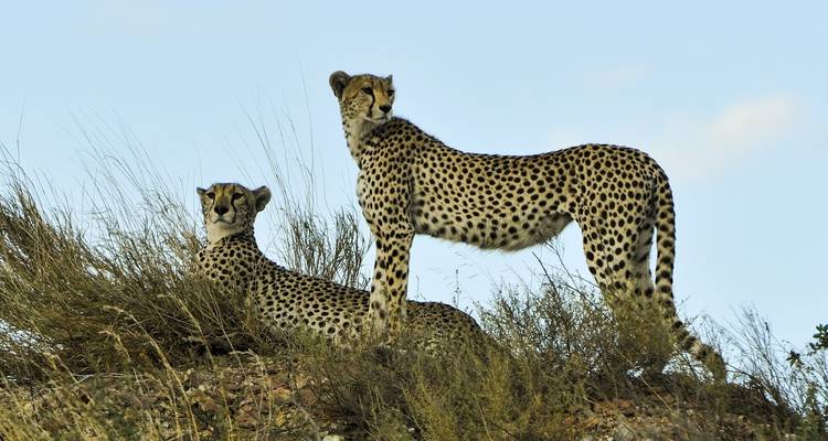 Two cheetahs on a grassy mound looking alert.