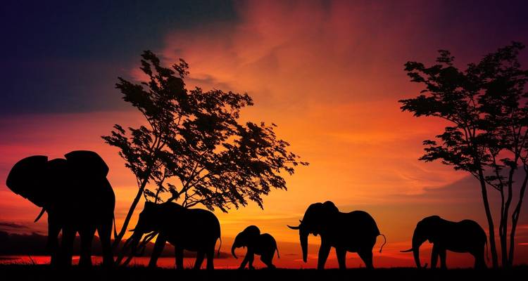 Silhouette of elephants against a sunset backdrop.