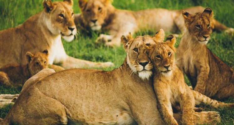 8 jours de safari en camping en groupe au Kenya et en Tanzanie avec une première nuit gratuite à l'hôtel After 40 et une prise en charge gratuite à l'aéroport. - Perfect Wilderness Tours And Safaris 1