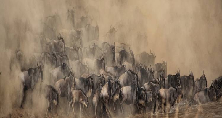 8 jours de safari en camping en groupe au Kenya et en Tanzanie avec une première nuit gratuite à l'hôtel After 40 et une prise en charge gratuite à l'aéroport. - Perfect Wilderness Tours And Safaris 3