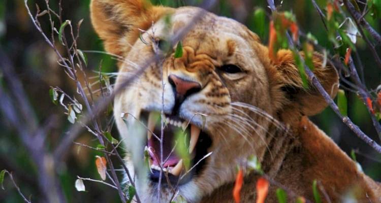 8 jours de safari en camping en groupe au Kenya et en Tanzanie avec une première nuit gratuite à l'hôtel After 40 et une prise en charge gratuite à l'aéroport. - Perfect Wilderness Tours And Safaris 4