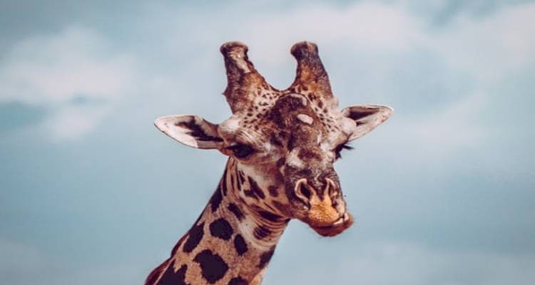 8 jours de safari en camping en groupe au Kenya et en Tanzanie avec une première nuit gratuite à l'hôtel After 40 et une prise en charge gratuite à l'aéroport. - Perfect Wilderness Tours And Safaris 6
