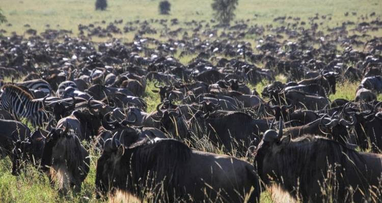 8 jours de safari en camping en groupe au Kenya et en Tanzanie avec une première nuit gratuite à l'hôtel After 40 et une prise en charge gratuite à l'aéroport. - Perfect Wilderness Tours And Safaris 7