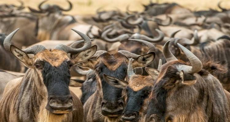 8 jours de safari en camping en groupe au Kenya et en Tanzanie avec une première nuit gratuite à l'hôtel After 40 et une prise en charge gratuite à l'aéroport. - Perfect Wilderness Tours And Safaris 8