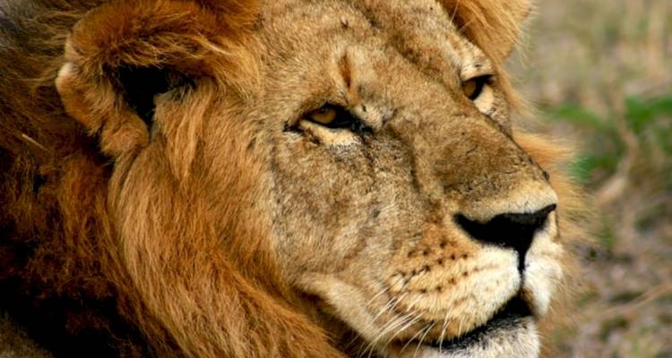 8 jours de safari en camping en groupe au Kenya et en Tanzanie avec une première nuit gratuite à l'hôtel After 40 et une prise en charge gratuite à l'aéroport. - Perfect Wilderness Tours And Safaris 9